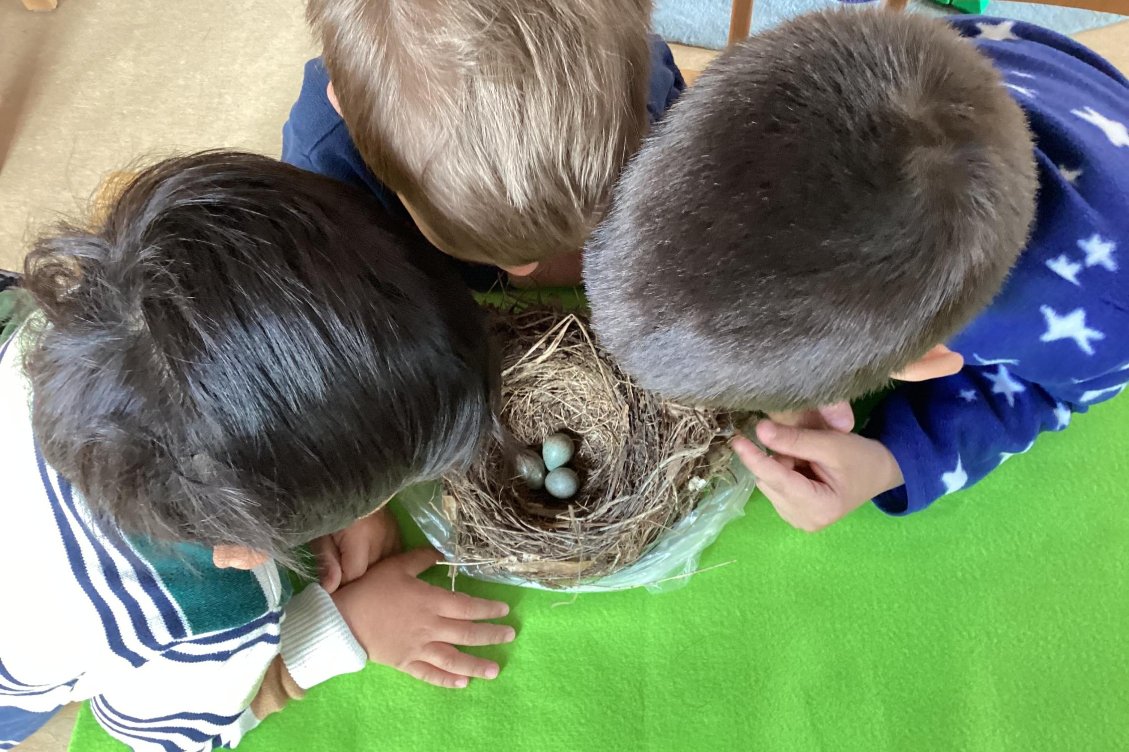 MINT  Vogelnest
