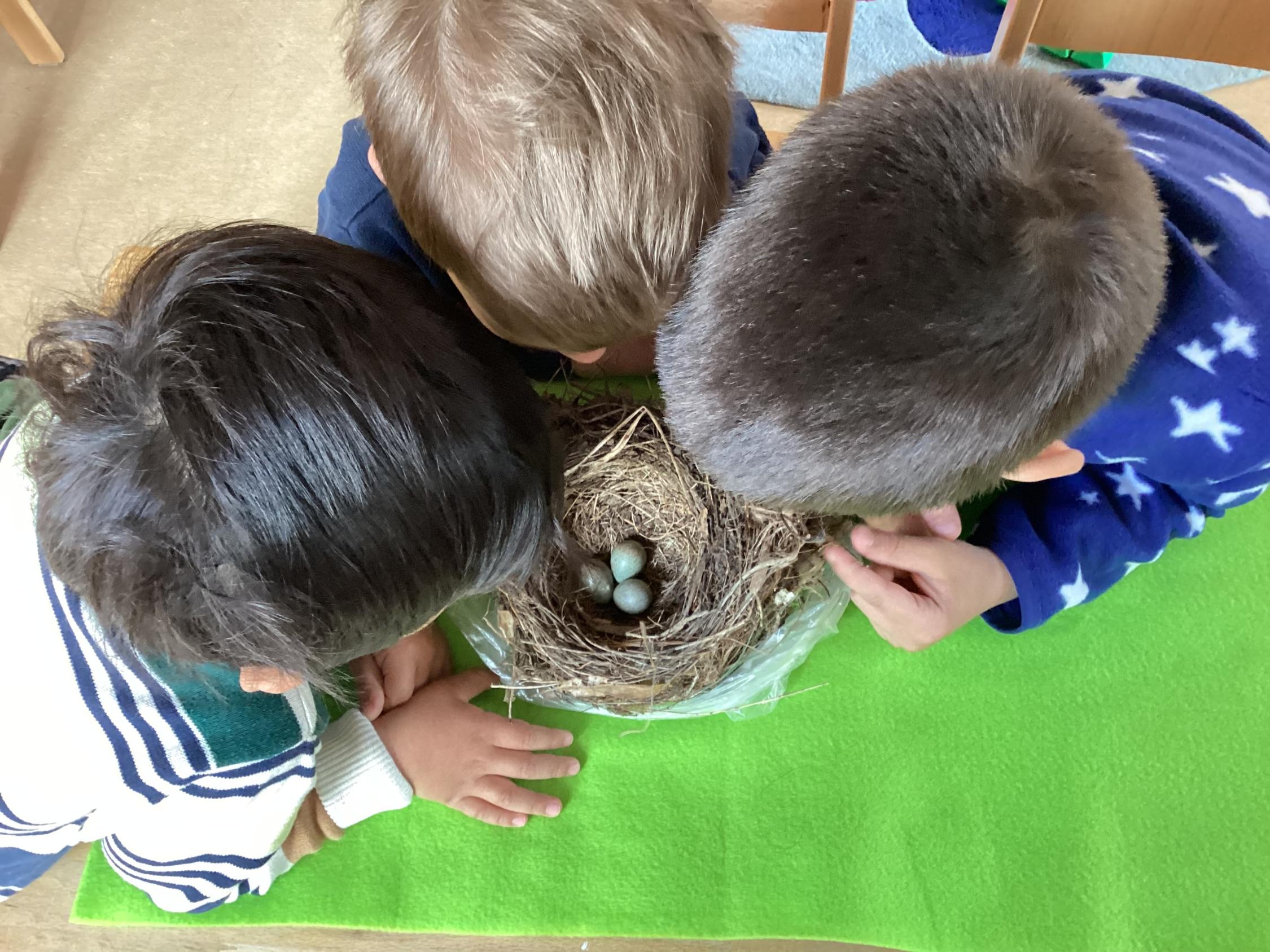 MINT  Vogelnest